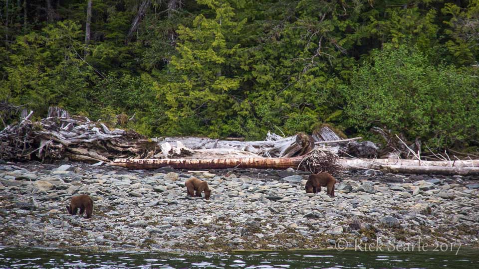 Female grizzly with cubs on Princess Royal Island