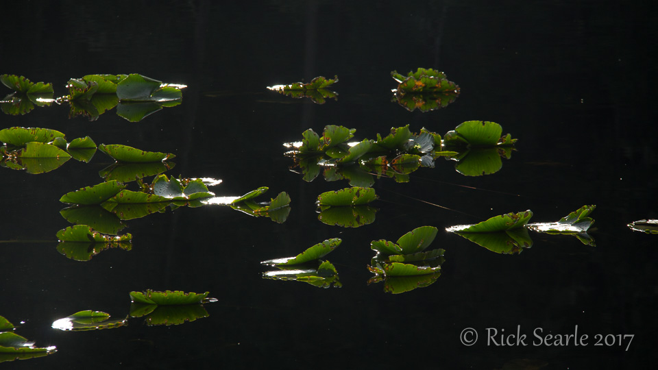 Pond lilies