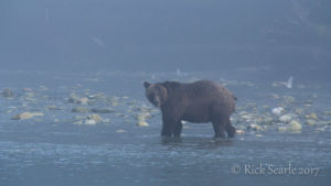Grizzly in fog by streamside