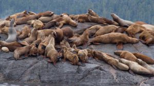 Sea lions male with females