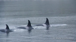 Three orcas in a row