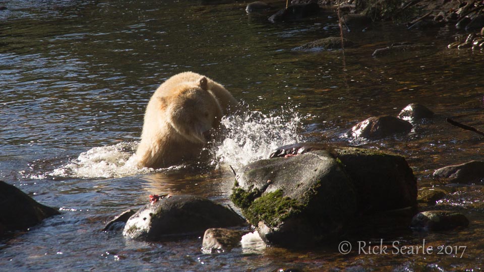 Spirit Bear Chasing Fish