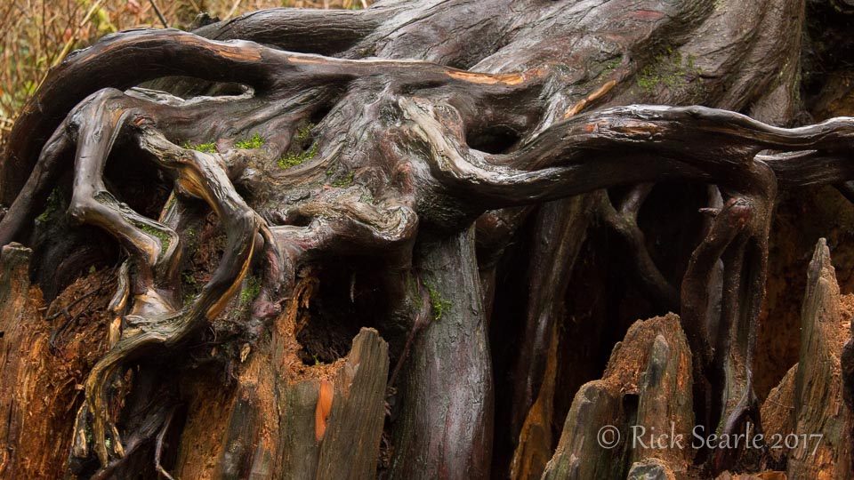 Cedar Roots on Stump