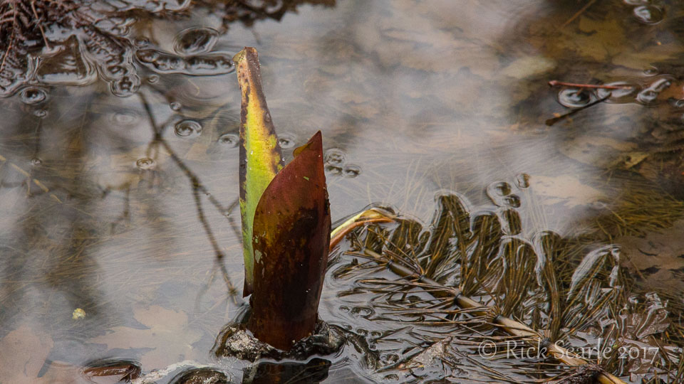 Skunk Cabbage Emerging from Shallow Pool