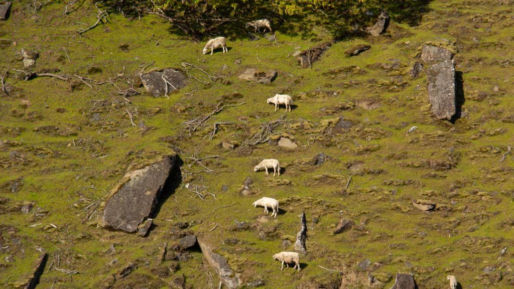 Feral goats, Samuel Island