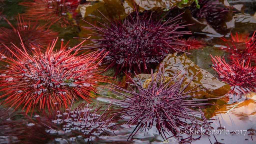 Burnaby Narrows Urchins