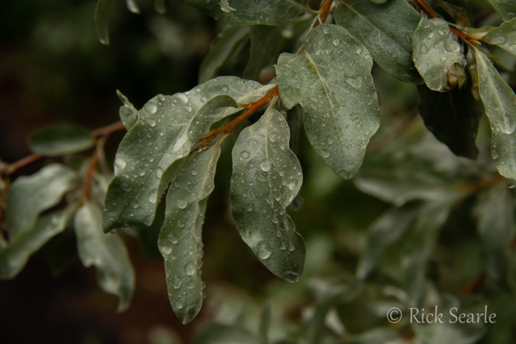 Raindrops on leaves