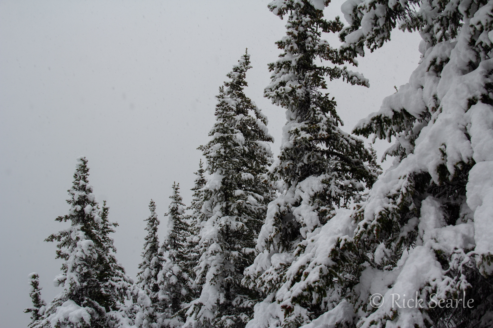 Snow on Tree Tops