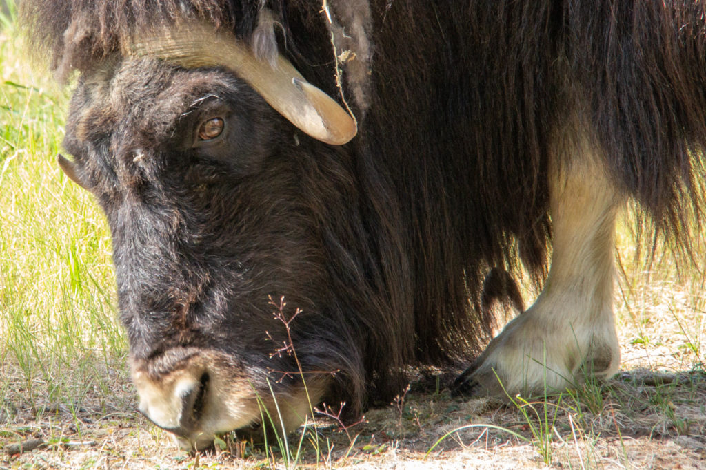 Musk Oxen at Yukon Wildlife Preserve