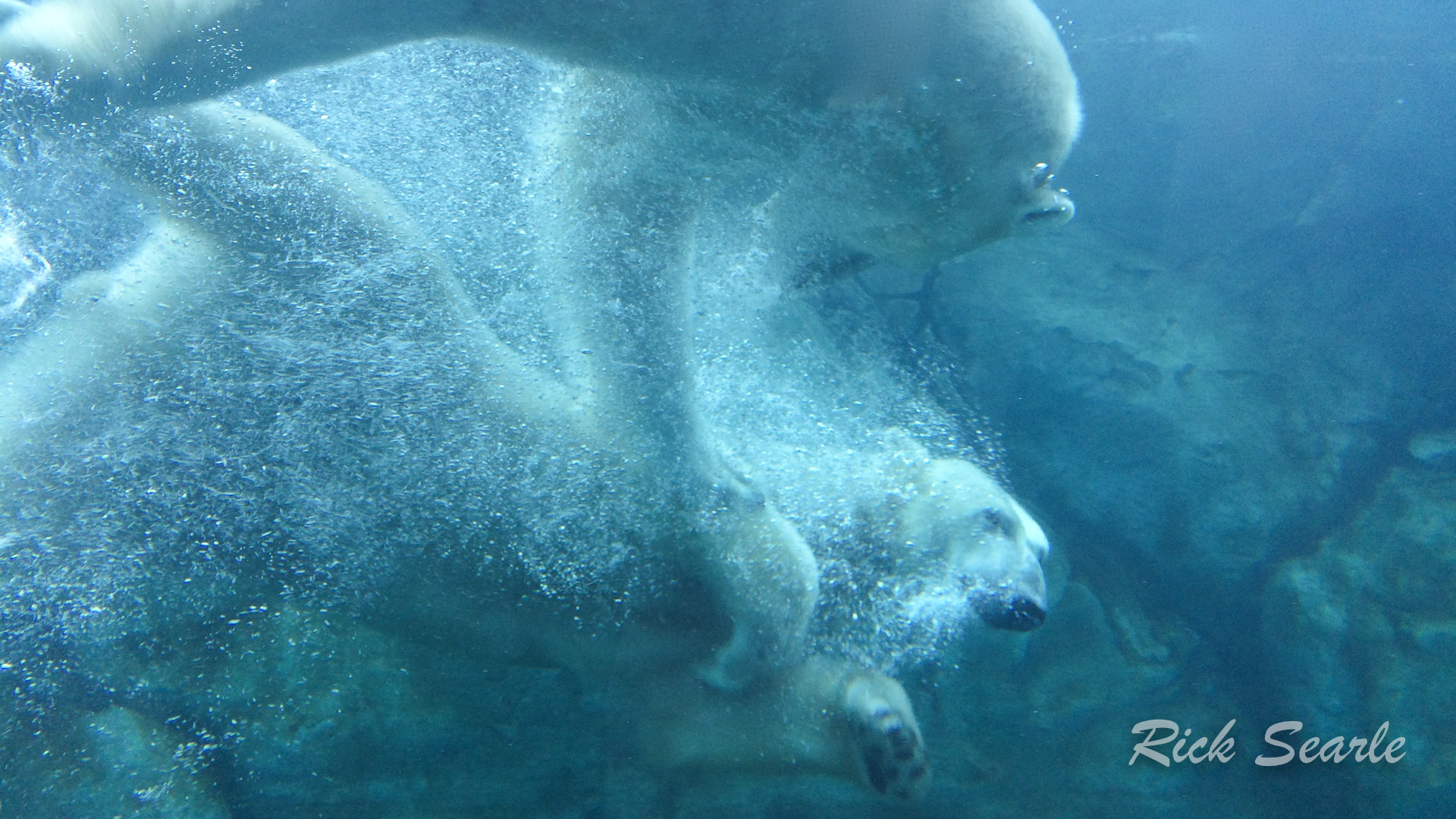 Two Polar Bears Playing Winnipeg Zoo
